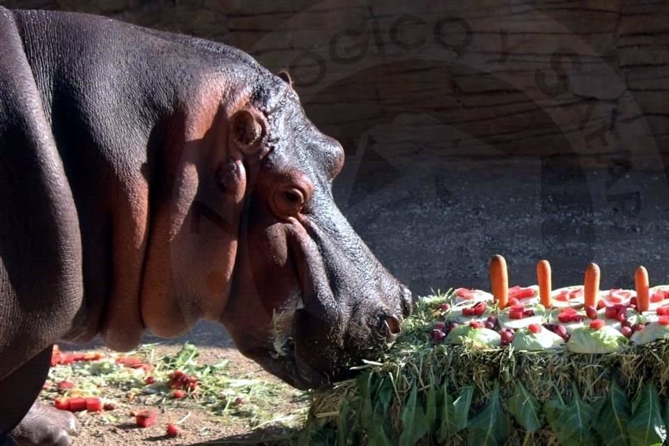 Los cuidadores prepararon comida especial para los animales por el 33 aniversario del Zoológico Guadalajara.