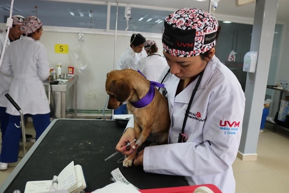 A partir del 5 de abril, el Hospital Veterinario de la UVM Campus Coyoacán reanudará sus servicios de consulta y especialidades veterinarias.