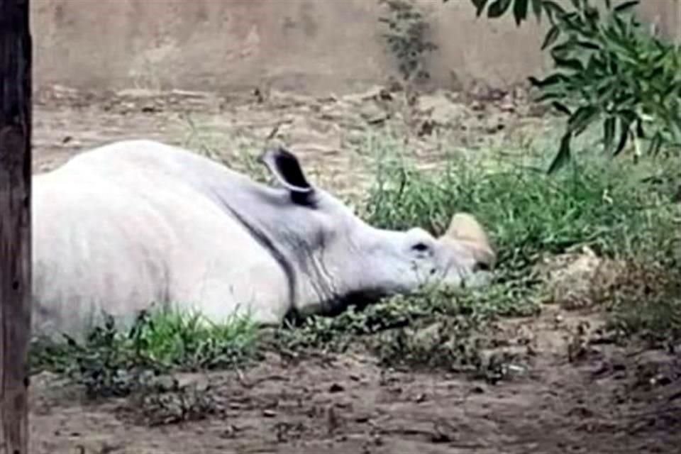 Rodríguez prometió visita el zoológico y trabajar en mejorar las condiciones de los animales.
