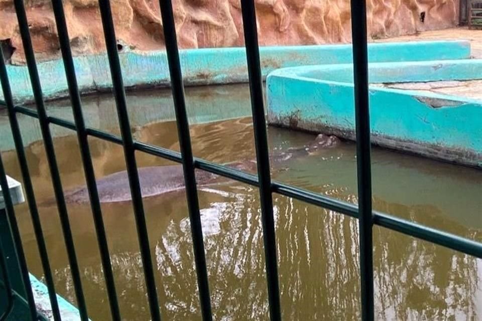 Rodríguez prometió visita el zoológico y trabajar en mejorar las condiciones de los animales.