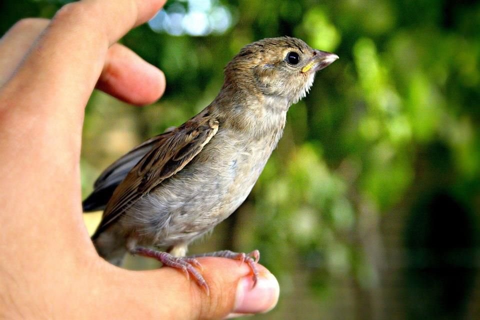 Aunque un pájaro esté en el suelo y parezca herido, experta de Estados Unidos recomienda no tocarlos para evitar afectaciones.