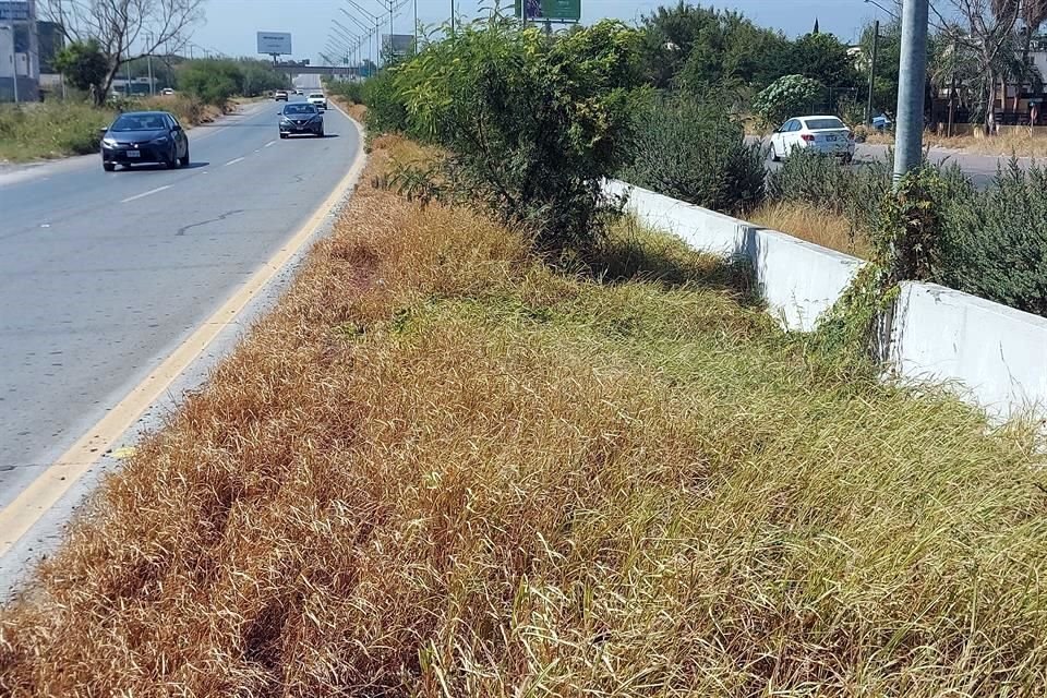 Las plantas ornamentales que colocó la REA en el camellón central, son opacadas por los arbustos y la maleza.