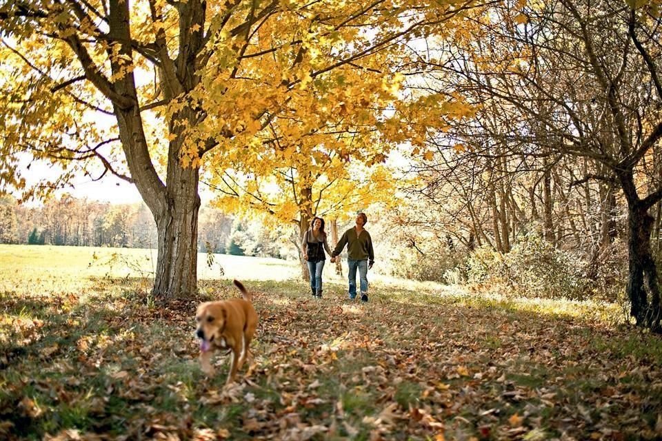 Estados Unidos: La temporada otoñal es un gran momento para pasear por el sendero de West Rattlesnake Mountain, en Nuevo Hampshire.