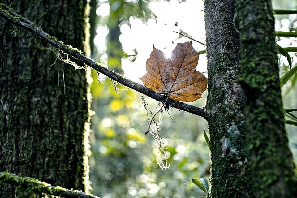 México: Para hallar paisajes otoñales puedes visitar el Bosque de Maple, en Talpa de Allende, Jalisco.