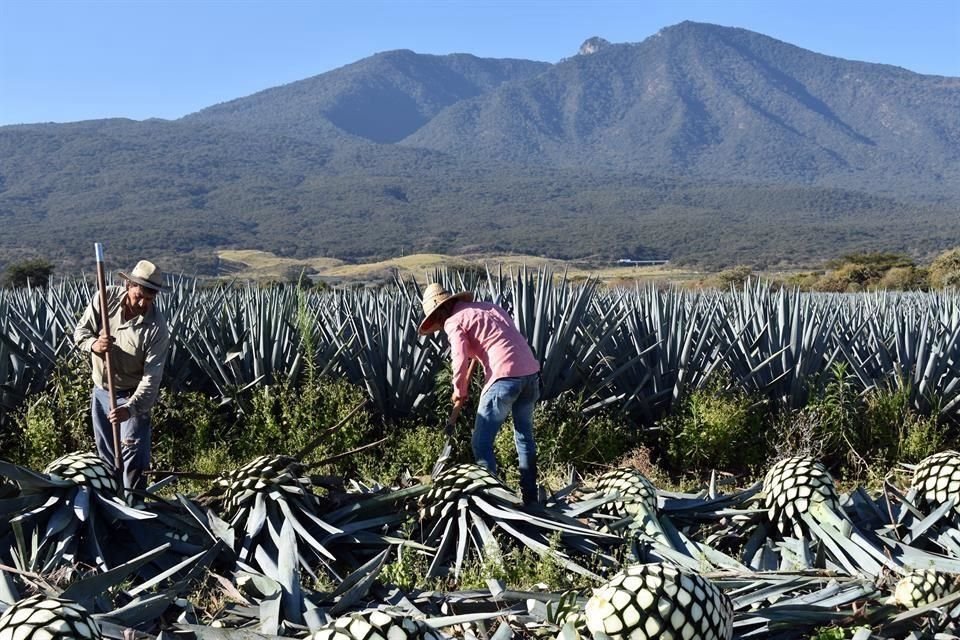 Hay nuevas marcas en producción y exportación para un primer semestre; destilan 21.2% y envíos al extranjero crecieron un 29.5%. 