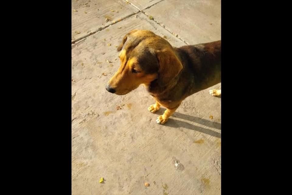 Más de 13 mil personas exigen justicia para 'Rodolfo Corazón', un perrito asesinado en Sinaloa, a través de una petición en línea.