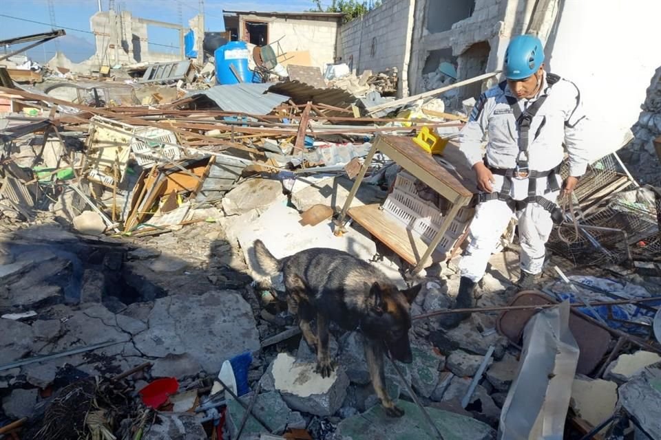 Con ayuda de perros entrenados, la Guardia Nacional realiza búsqueda de posibles víctimas.