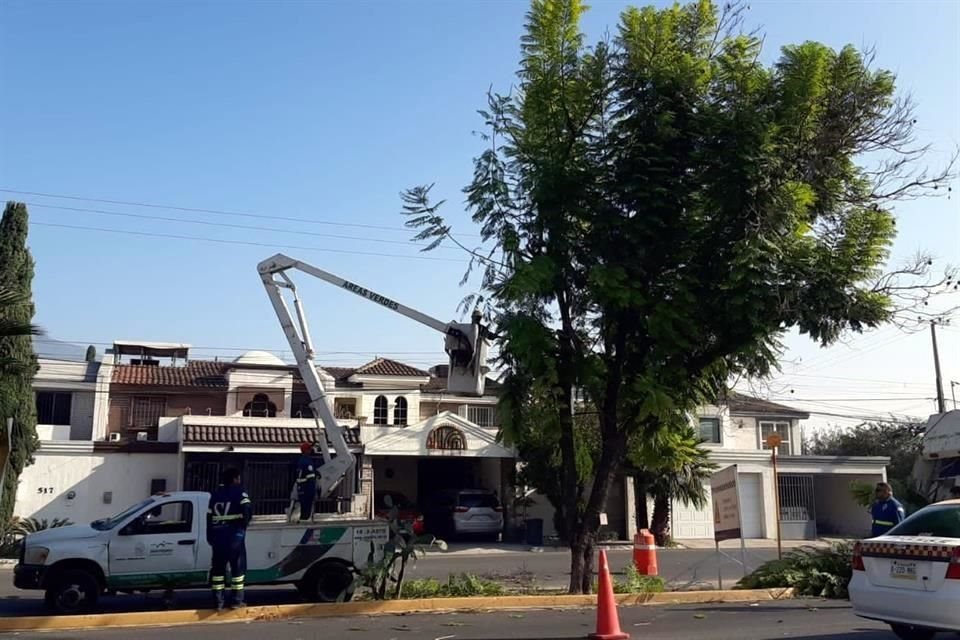 Mientras la vecina Norma Niño protestó en la Avenida Alfonso Reyes por el proyecto Vía Libre, el Municipio de San Pedro informó que plantará 61 árboles en el camellón de la vialidad.