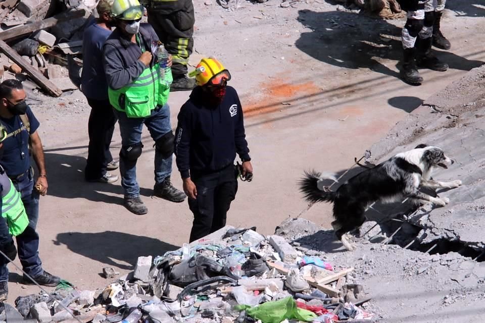 La Unidad Canina de Búsqueda y Rescate de la DGAPSU se incorporó a los trabajos en la Pensil Norte.