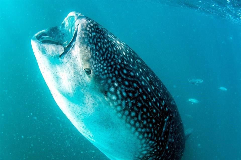 El nado con tiburón ballena es uno de los principales atractivos de Baja California Sur.