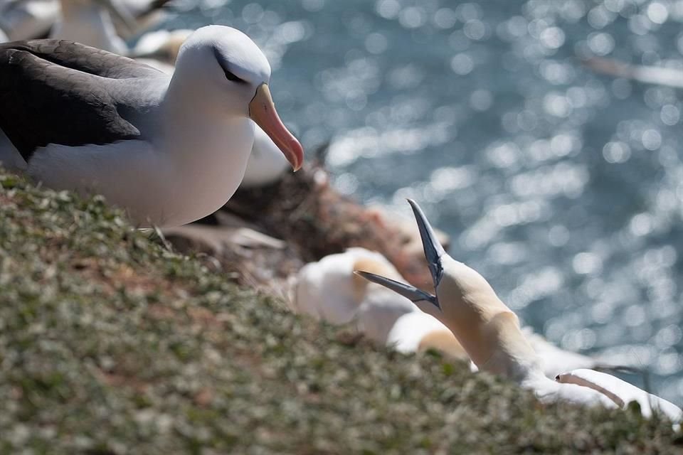Los albatros de ceja negra, conocidos por sus relaciones monógamas, se separan con más frecuencia cuando es alta la temperatura del mar.