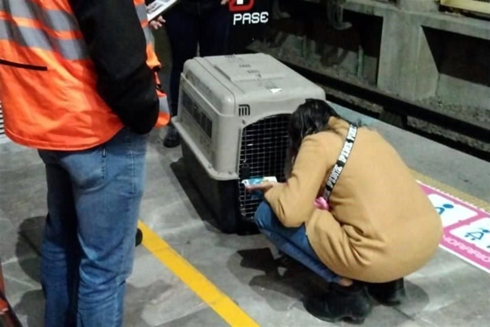 El can, de talla grande, fue colocado en una caja transportadora para su posterior ingreso al Centro de Transferencia Canina (CTC).