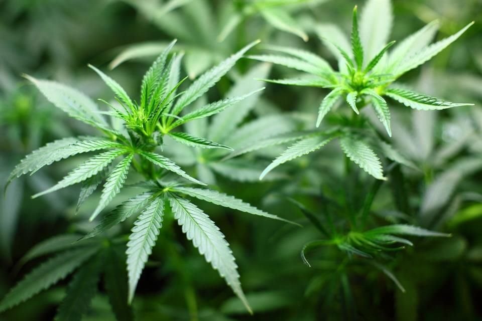 La planta del cannabis contiene compuestos como los que usan los zorrillos en su spray para defenderse, señala estudio.