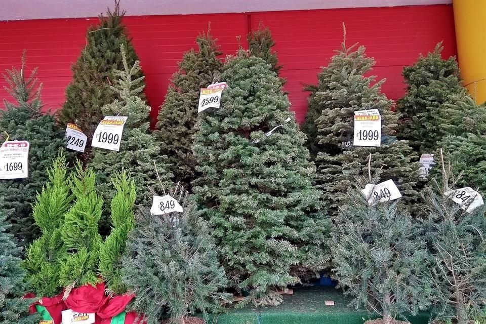 La oferta de pinos este año es mayor que en 2020.