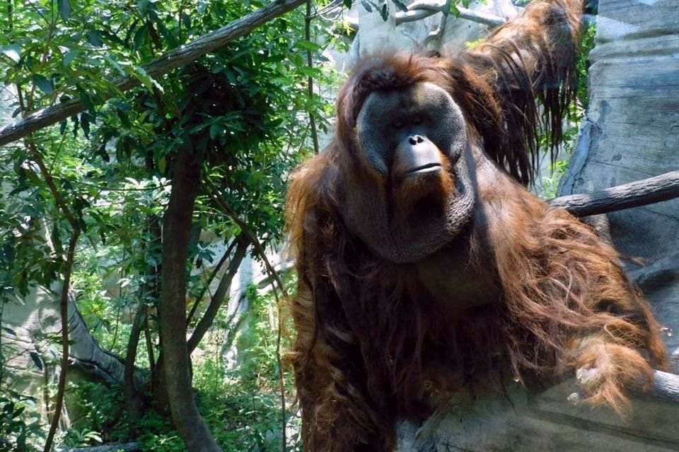 Tras pasar un día deprimido y recostado en su tarima, el orangután Toto falleció en el Zoológico de Chapultepec.