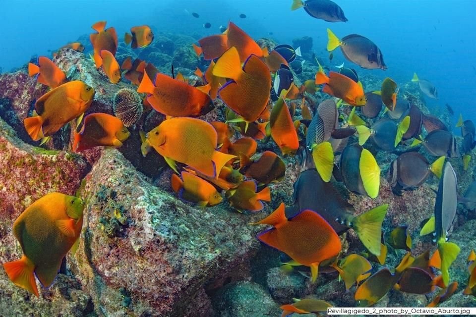 El Parque Nacional Revillagigedo recibió el premio Blue Park por su protección y gestión de la vida marina.