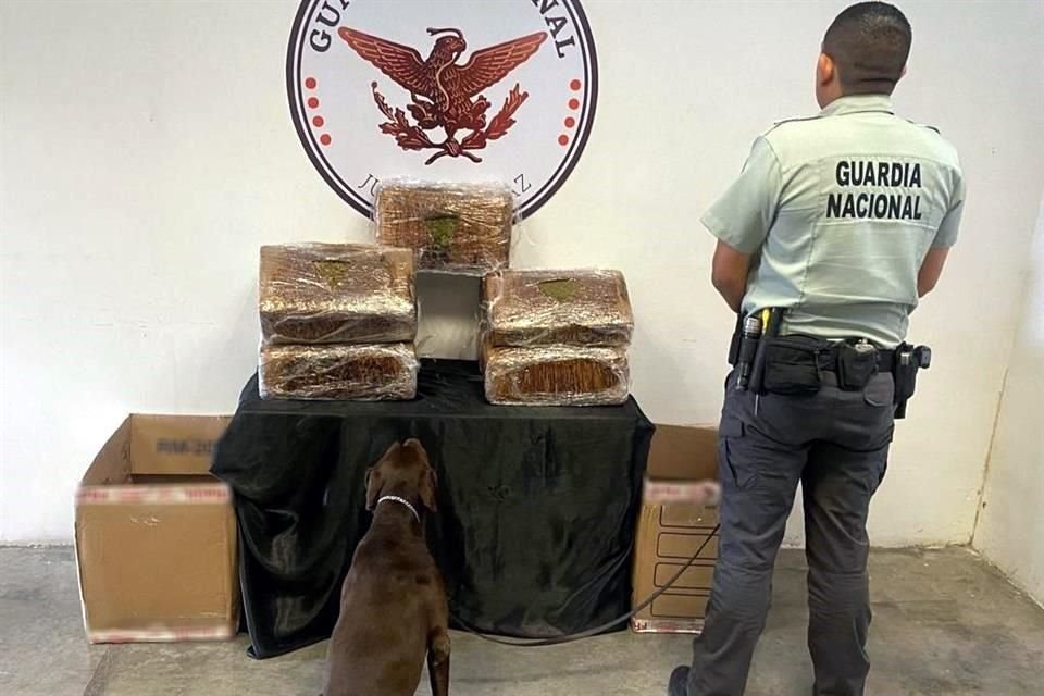 El binomio canino detectó los paquetes con la droga en una empresa de Santa Catarina.