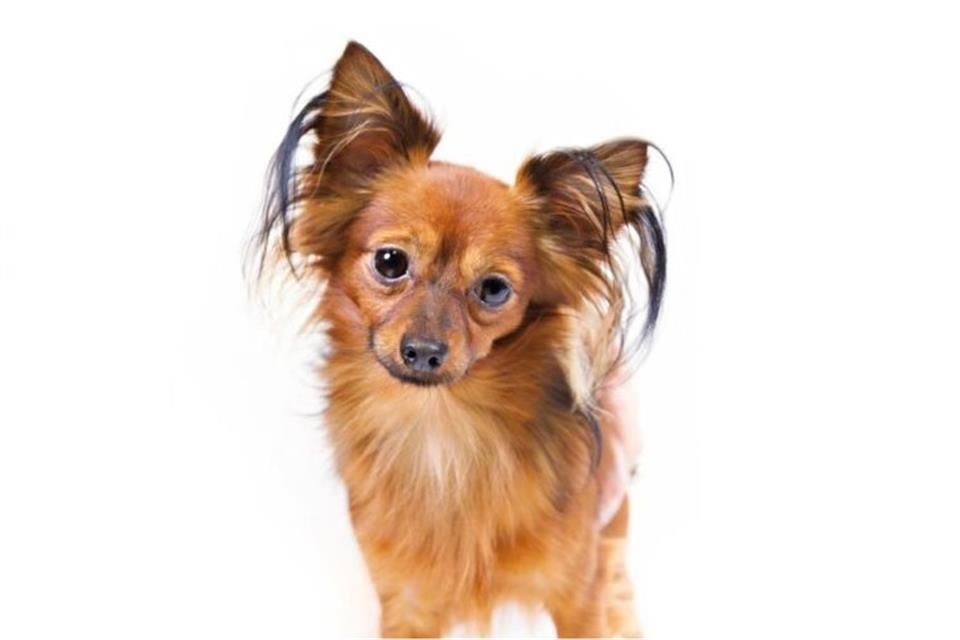 El Russian Toy fue reconocido como raza de perros a partir del 2022 por el American Kennel Club (AKC).