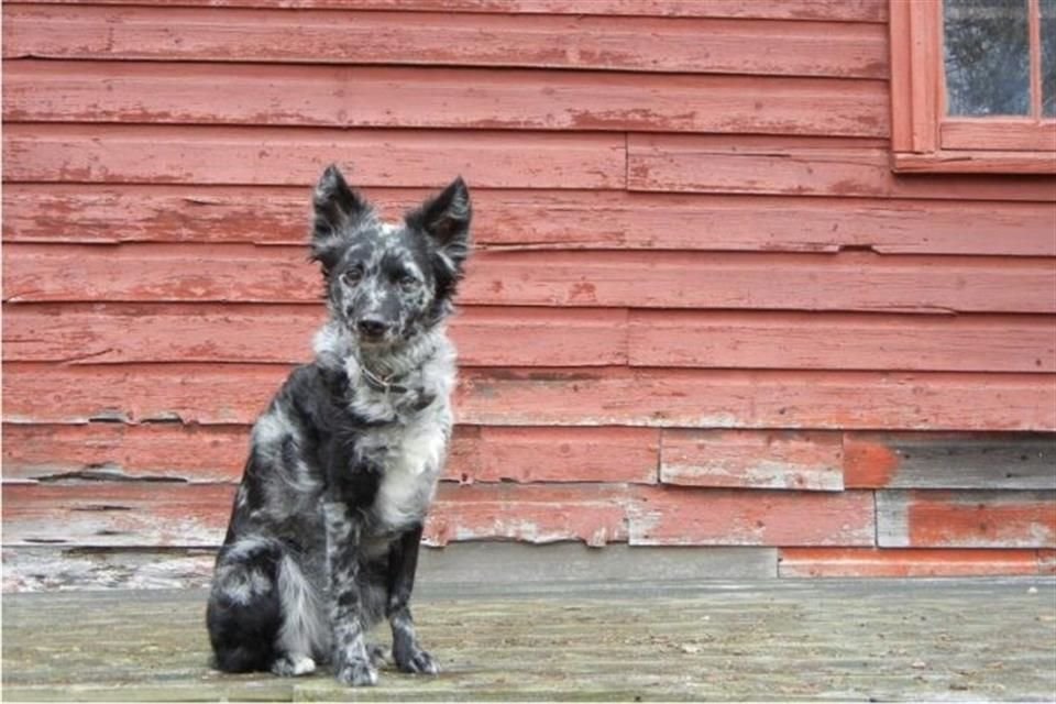 El Mudi fue reconocido como raza de perros a partir del 2022 por el American Kennel Club (AKC).
