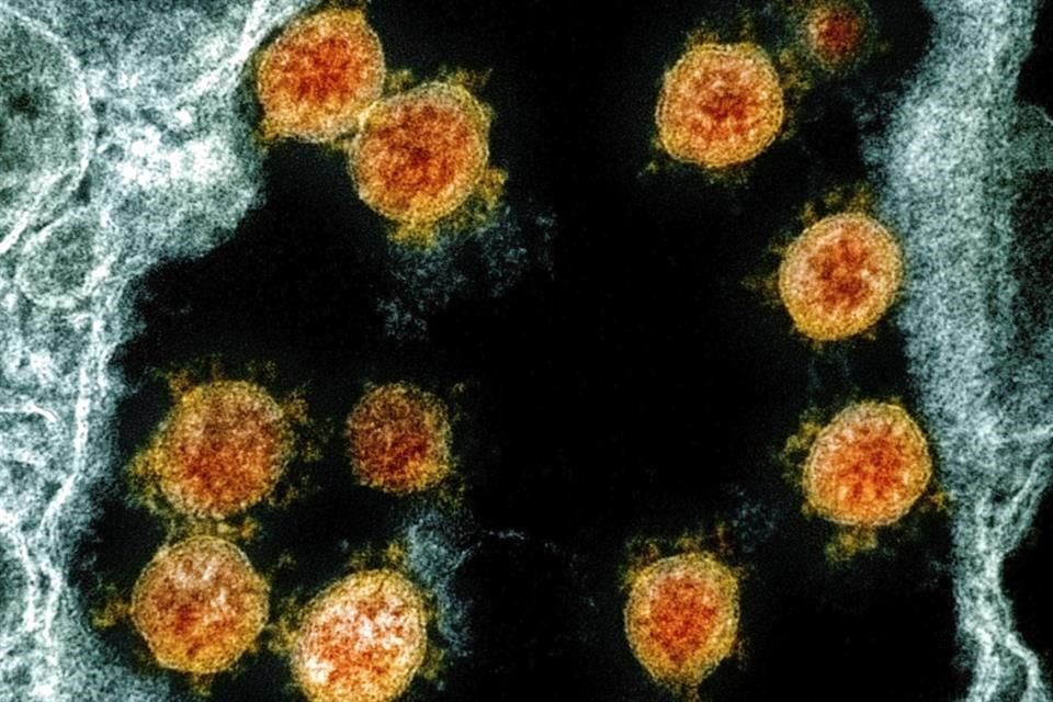 Una imagen de muestras de la variante original del coronavirus en 2020.