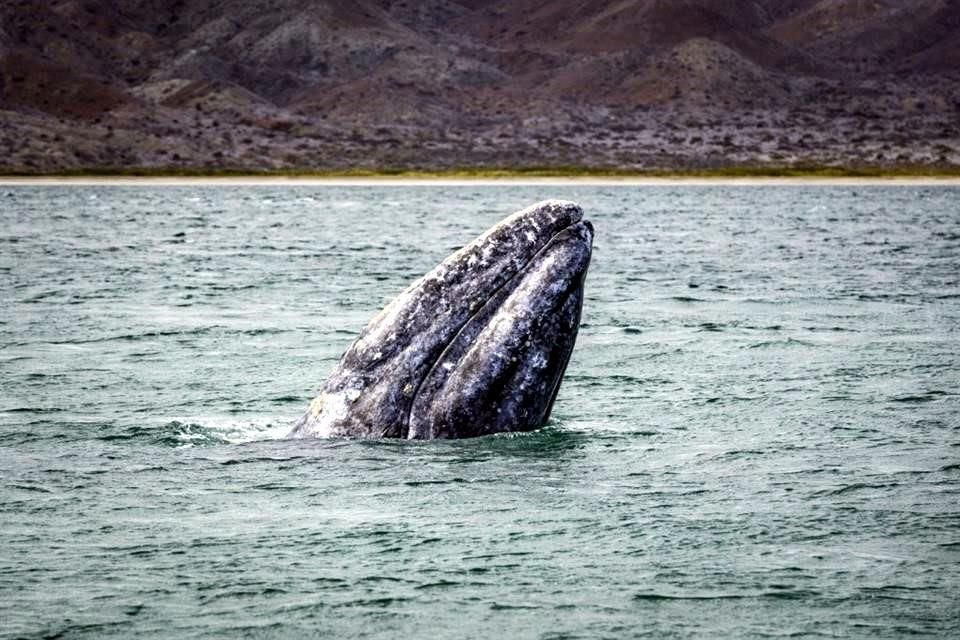 Avistamientos de ballena gris.