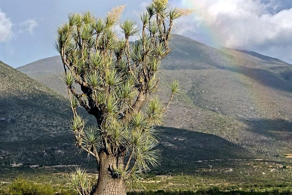 Ante la nueva ola de contagios, el Turismo de proximidad y el 'staycation' se presentan como un par de alternativas muy atractivas. En foto, la Reserva de la Biosfera de Tehuacán-Cuicatlán.