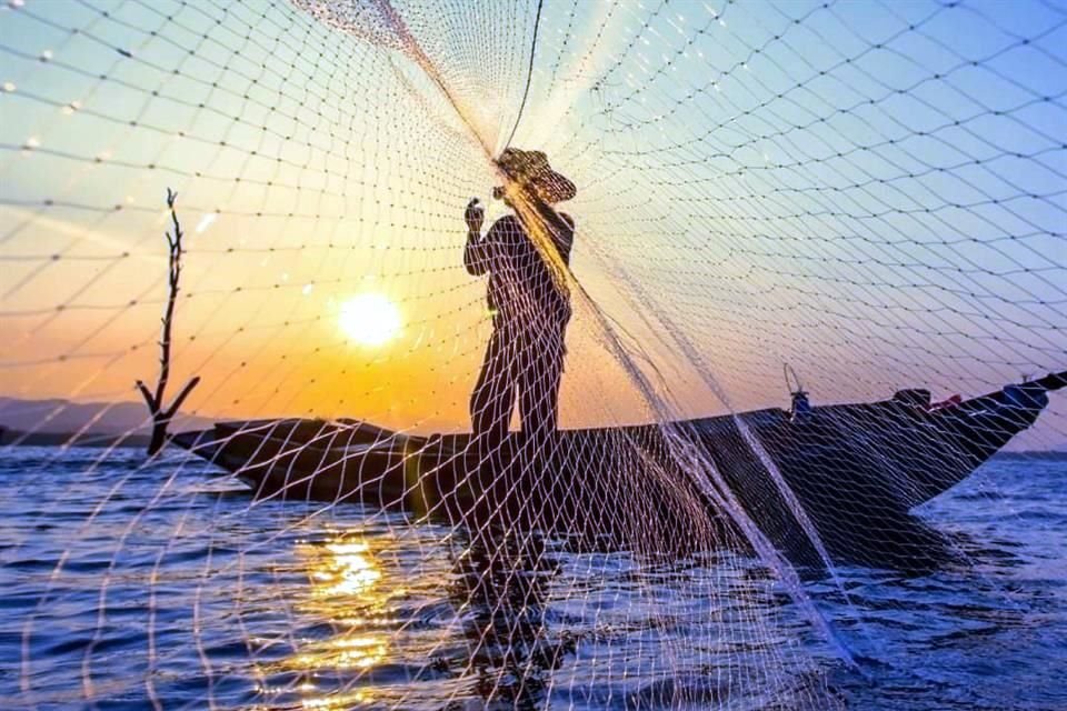 Al 30 de noviembre pasado, se reportaron 273 mil 941 toneladas de producción por medio de acuacultura, mientras que la mayoría, un millón 759 mil 713 toneladas, fueron obtenidas por medio de la pesca.