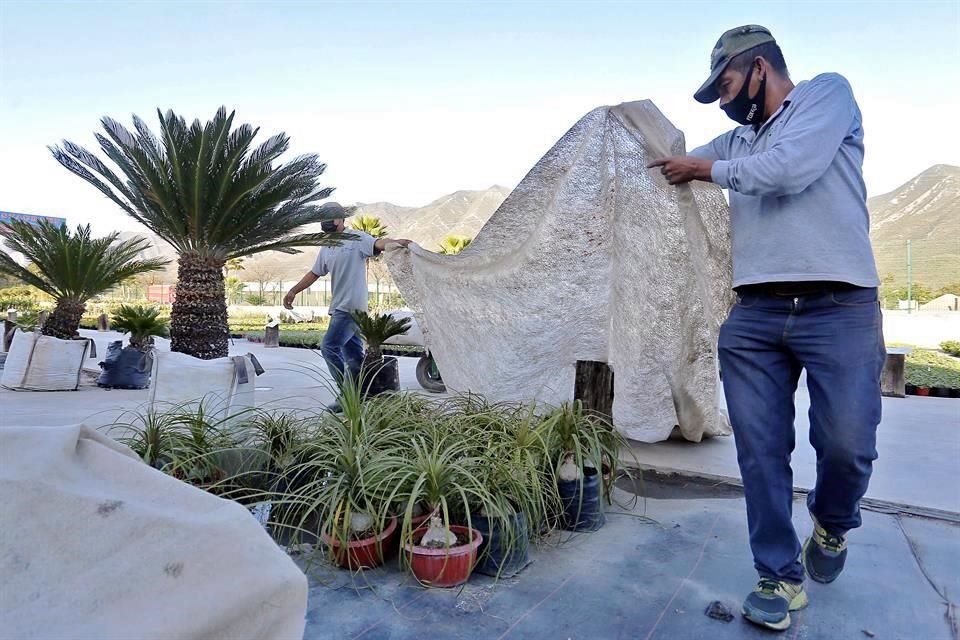 Si tus plantas no están en maceta o no las puedes meter a casa, cubre su follaje con algún material que las proteja del frío.