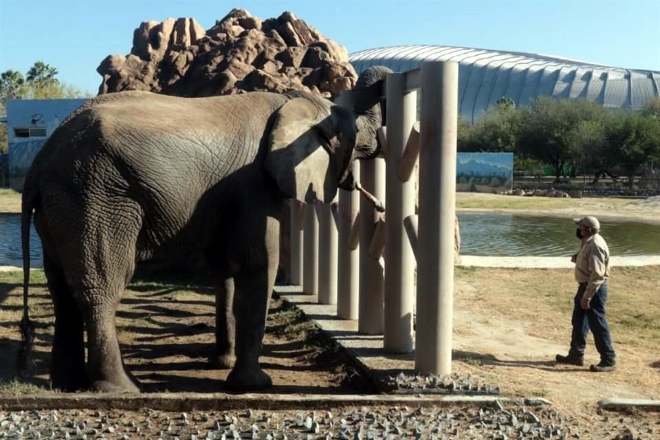El elefante Monty, de 15 años, come 30 kilos de un concentrado balanceado de alimentos, además de fruta. Es el único elefante que tiene este zoológico.
