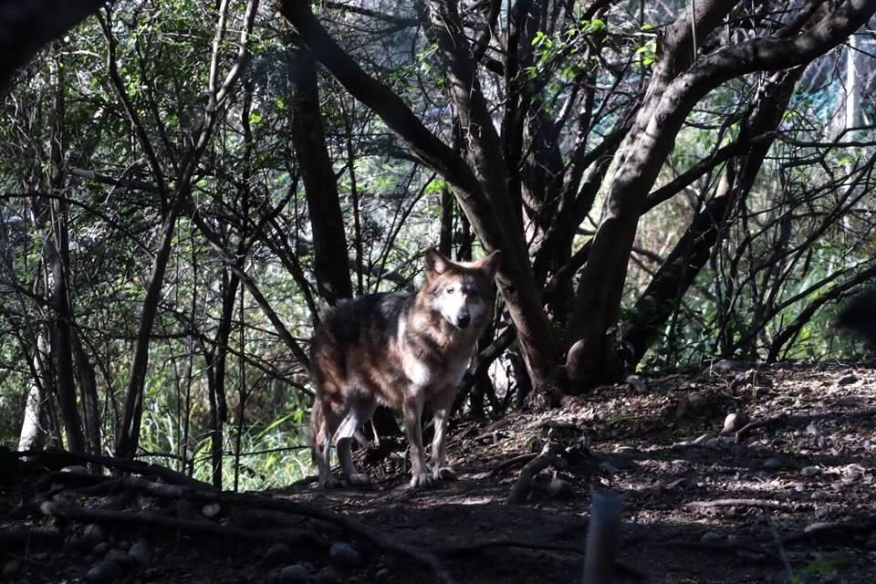 Se recorrieron las áreas donde tienen a los animales, en donde destacaron el trabajo que hacen para evitar la extinción del lobo mexicano, del cual tienen dos ejemplares.