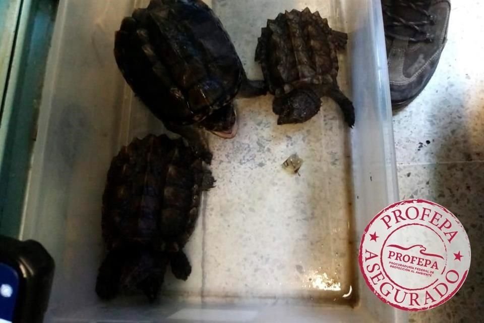 La Profepa reportó que cocodrilos, pericos, iguanas, aves, tortugas y otras especies fueron rescatadas del mercado Nuevo San Lázaro, de la Magdalena Mixhuca.