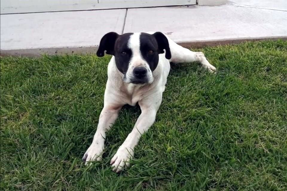 El albergue para perros callejeros ubicado en el AIFA está a punto de cerrar y encargados han llamado a adoptar a los animales lo antes posible.