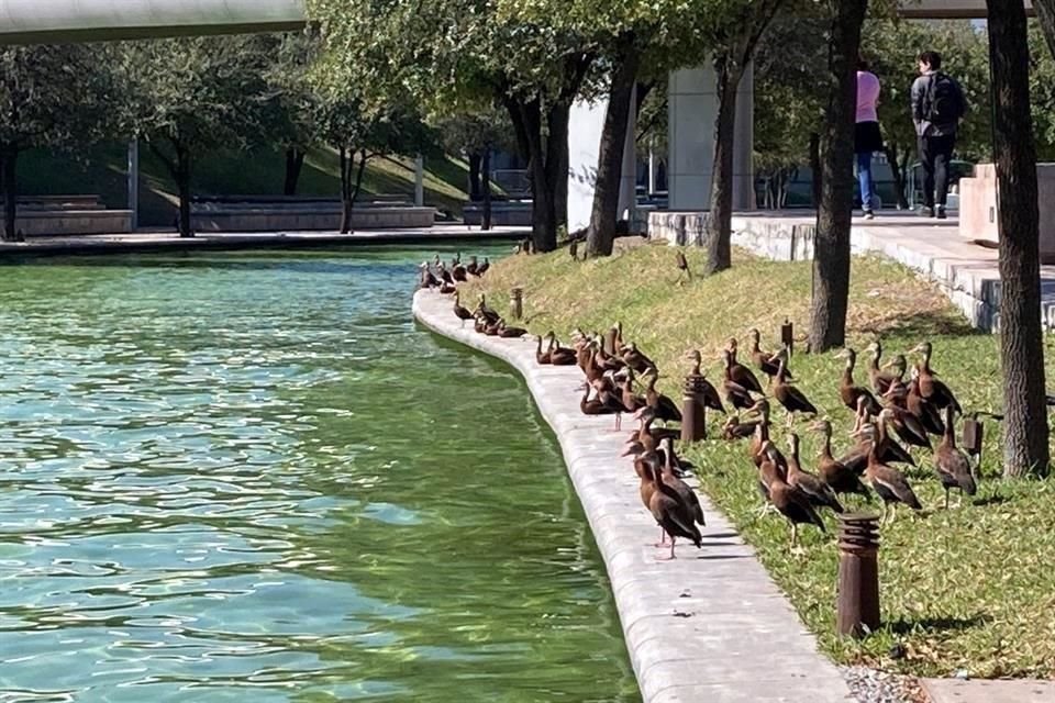 La parvada integrada por unas 100 aves llamó la atención de peatones.