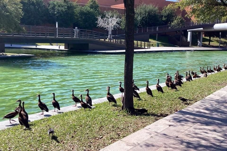 La parvada integrada por unas 100 aves llamó la atención de peatones.