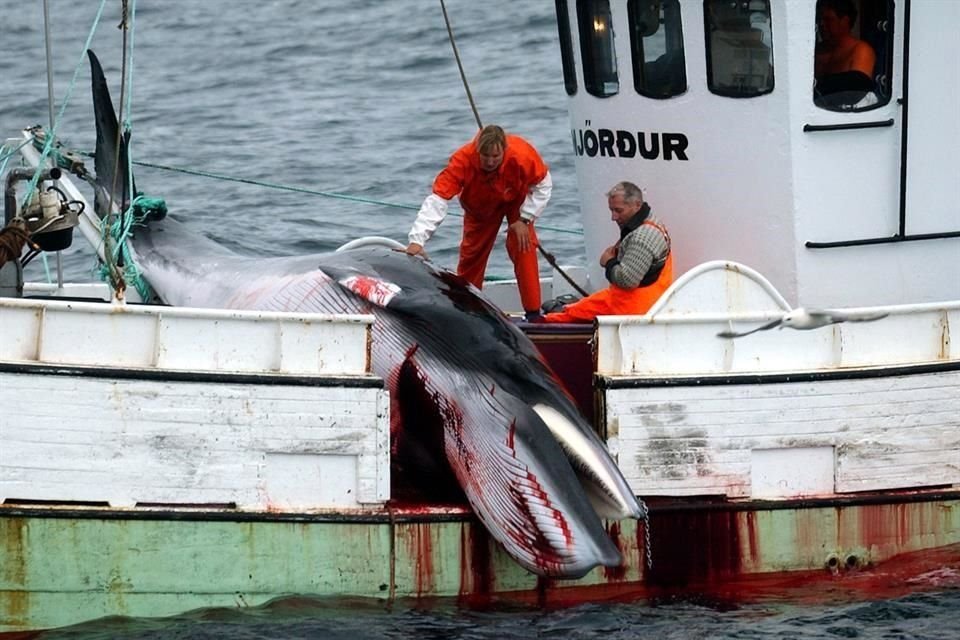 Islandia reanudó la caza de ballenas en 2003.