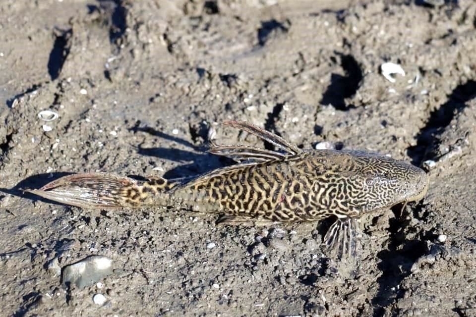 El Municipio de Santiago informó que ayer detectó esta especie (Hypostomus Plecostomus) tras la extracción del BMW encontrado en el fondo de la presa.