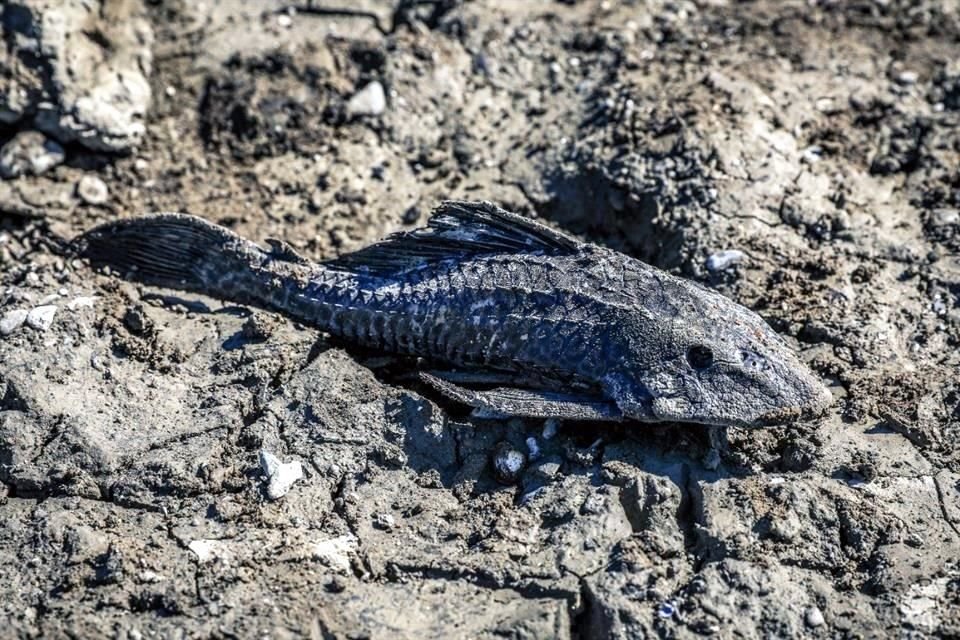 El Municipio de Santiago informó que ayer detectó esta especie (Hypostomus Plecostomus) tras la extracción del BMW encontrado en el fondo de la presa.