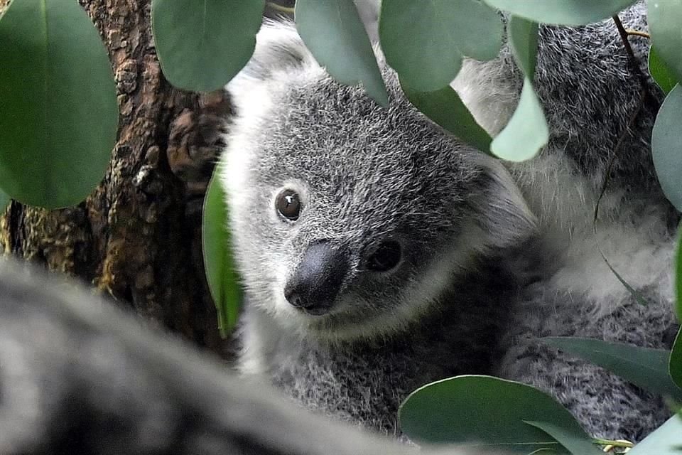 Se estima que la población de koalas se redujo de 185 mil a 92 mil entre 2001 y 2021.