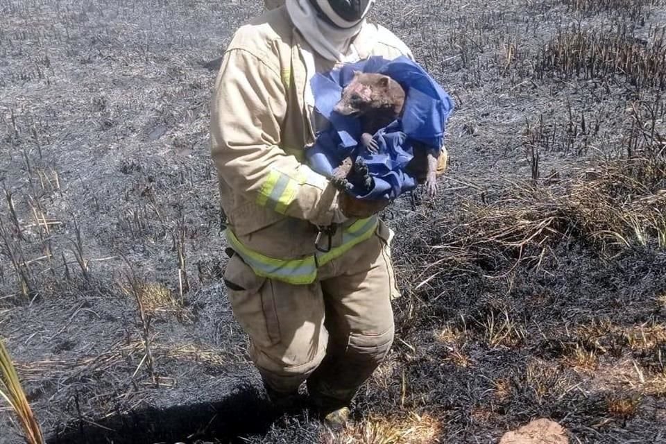 El coatí tenía quemaduras de segundo y tercer grado cuando fue rescatado.