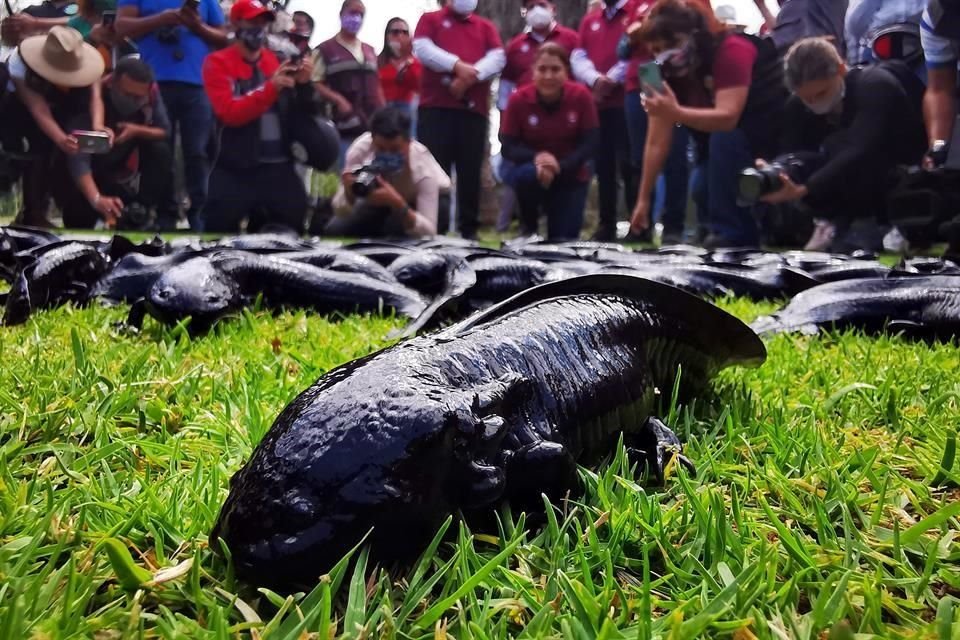 En Xochimilco, a pesar de la urbanización, subsisten 185 kilómetros de canales, con 2 mil 700 hectáreas de chinampas.