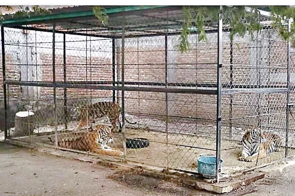 Miembros del grupo criminal 'Los Ardillos' alimentaban a los felinos con sus víctimas.