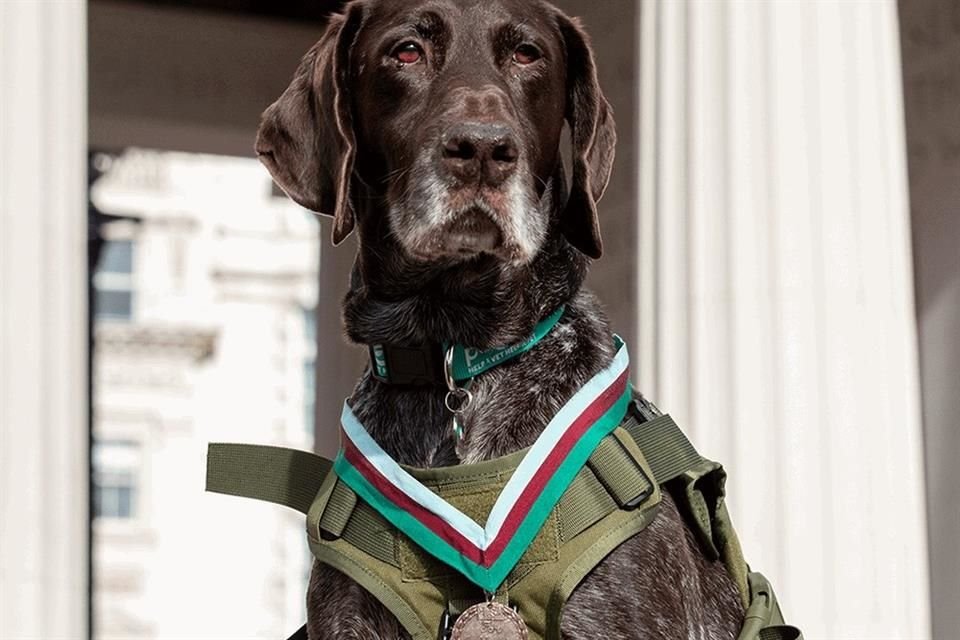 'Hertz', un perro retirado de la Real Fuerza Aérea, recibió una medalla por detectar equipos de comunicación en Afganistán.