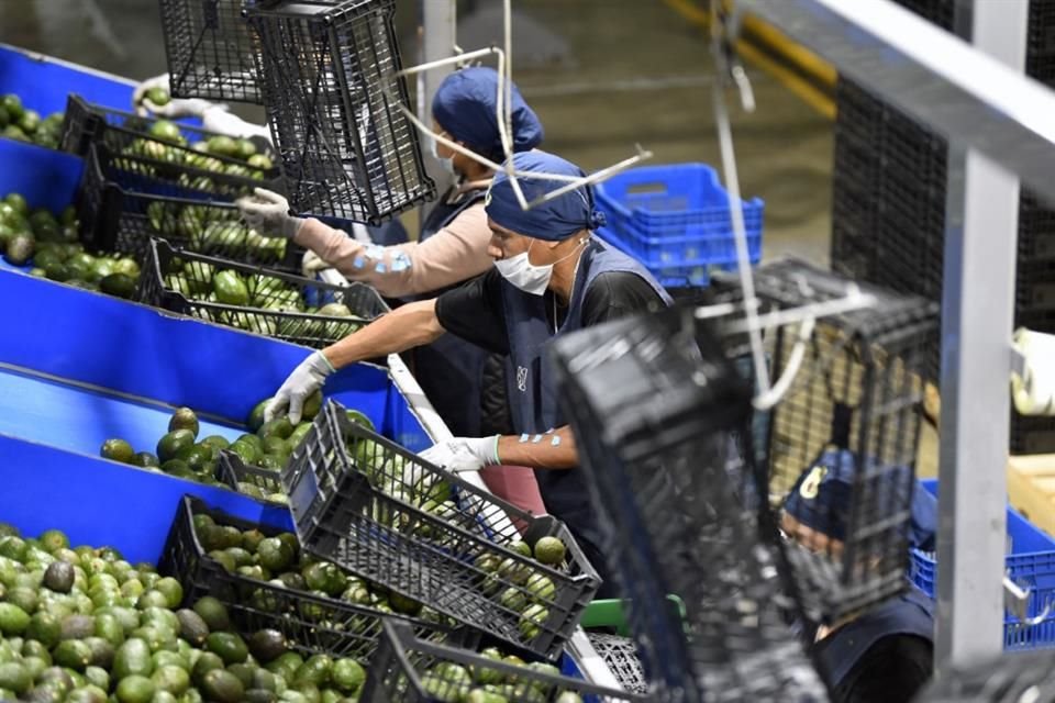 Aunque la caída es menor, es relevante porque el aguacate es de los principales productos mexicanos, junto con el jitomate y frutas frescas, que se exportan.