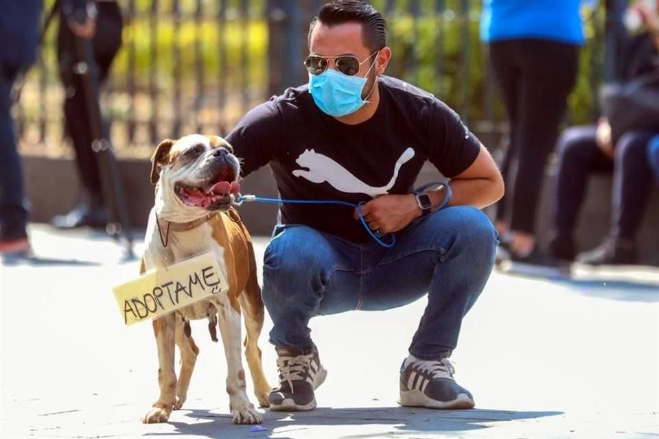 Alcaldía Cuauhtémoc instaló primera piedra de hotel para perros y gatos abandonados, en Colonia Morelos, para disminuir animales callejeros.