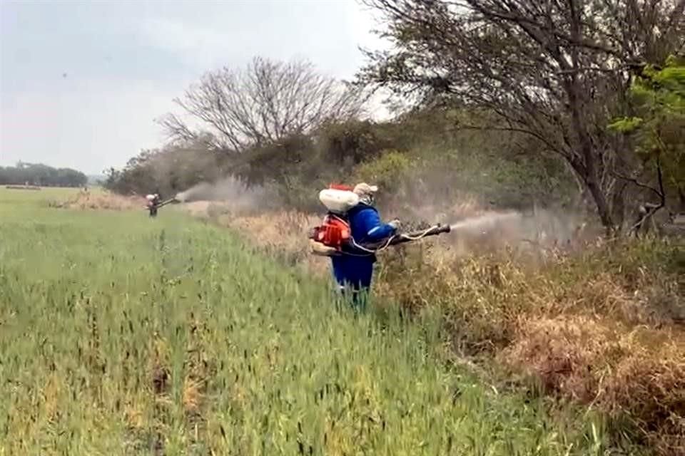 El Estado y Cadereyta iniciaron a fumigar la plaga de langostas a la altura del kilómetro 3 de la Carretera Cadereyta-Chihuahuita.