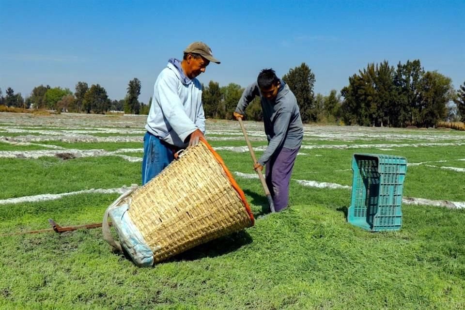 2 mil 38 toneladas de romeritos tienen listas los productores del suelo de conservación para esta Cuaresma, informó la Sedema.