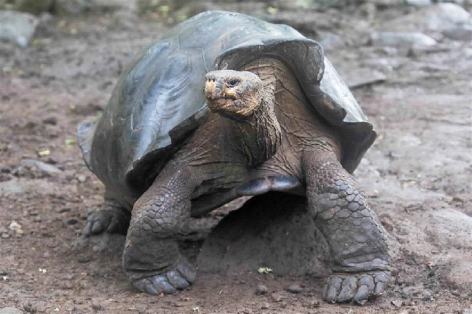 Un análisis genético determinó que las tortugas gigantes de la isla San Cristóbal pertenecen a una especie aún no descrita por la ciencia.