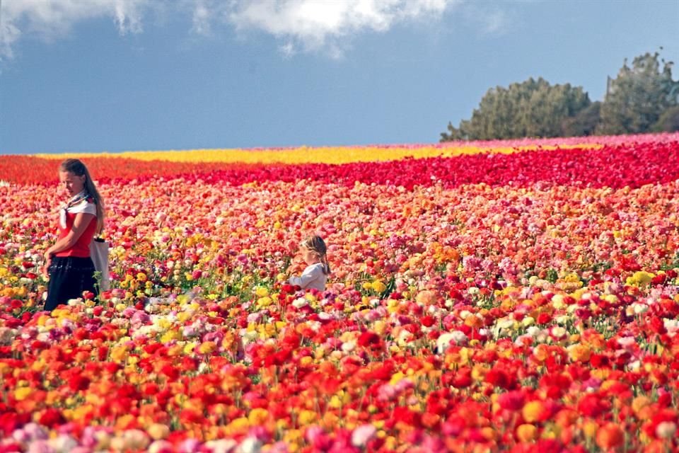 Algunos lugares en el mundo comienzan a vestir sus calles con las maravillosas flores que salen de sus árboles, decorando la llegada de la primavera.