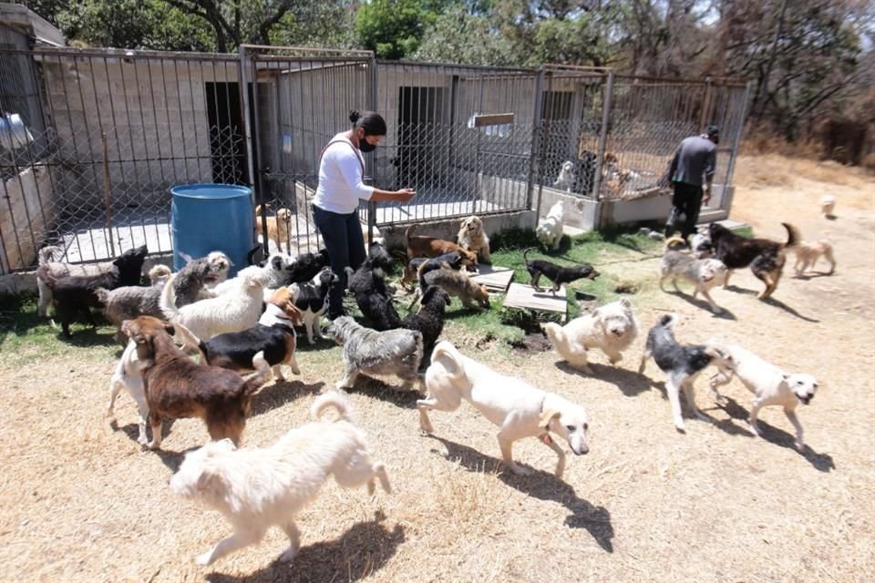 La Fundación Haghenbeck determinó mantener el Refugio Franciscano en operación y, ahora, propone llevarlo a Xalatlaco, Edomex. 