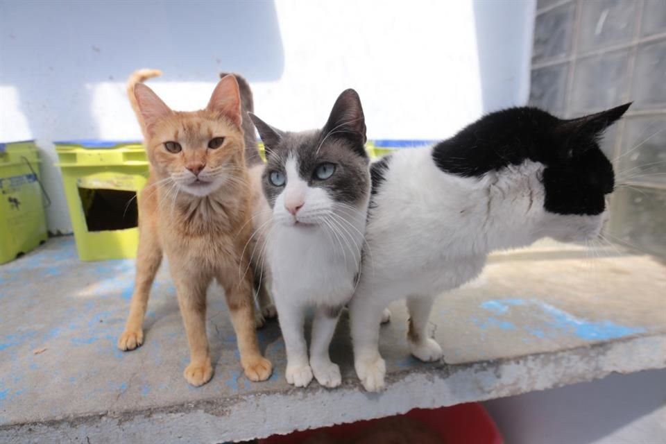 'Las partes acordaron trabajar en un proyecto común que refuerce los estándares de atención y cuidados hacia los perros y gatos, mejorando su estancia y bienestar', señaló la Fundación Antonio Haghenbeck.